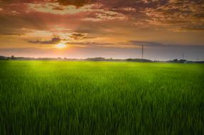 rays of sunset over a green field