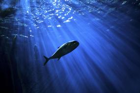 Silhouettes of the fish swimming underwater in light rays