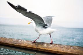 seagull on a wooden fence near the sea