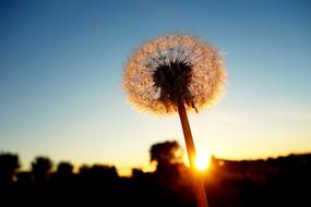 Beautiful dandelion flowers, at background with landscape, at colorful and beautiful sunset