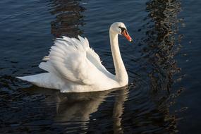 white swan and ripples on the water, primorsko, bulgaria