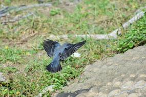 Animal Beach Bird Wild