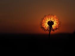 Beautiful silhouette of the dandelion flower on landscape, at colorful and beautiful dawn