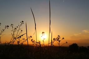 Sunset Dawn grass silhouette