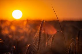 picture of Field Cereals at Sunset