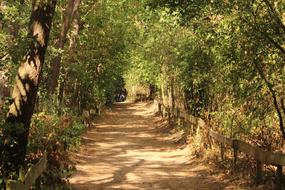 Beautiful landscape of the forest path, among the green plants, in shadows and sunlight