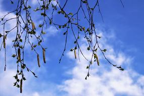 Spring Tree Branch at sky