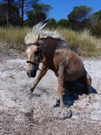 horse sitting on the beach