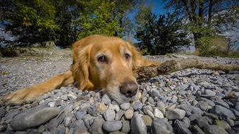 Golden Retriever Pet Dog on stones