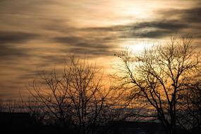 trees on the field against the sky with clouds during sunset