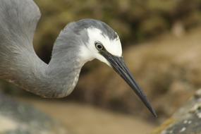 White Faced Heron Bird in Australia