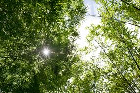 bamboo, tall green plants at sky, low angle view