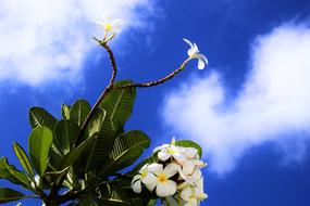 Exotic flower Maldives