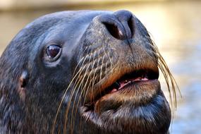 Seal Sea Lion creature