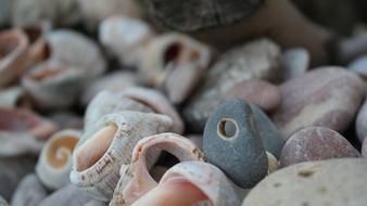 macro picture of Stones Beach Seashells