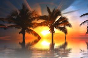 Sunset Vacations palms