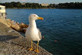 Seagull Bird at Sea pier