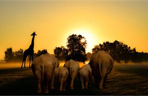 wild animals in africa nature at dusk