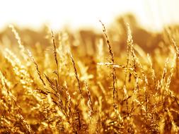 orange Grasses at Summer
