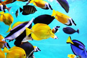 Tropical Fish Aquarium