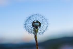 Dandelion at Sunset Sky