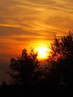 sunset in the branches of tree silhouettes
