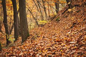 autumn in the forest close-up