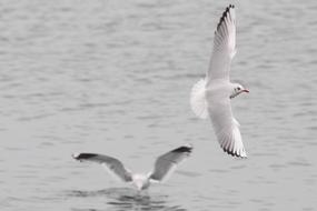 The Seagulls Sea Birds at wildlife