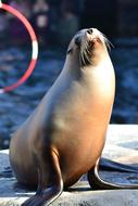 Sea Lion in California Robbe