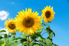 Sunflower Sf Festival
