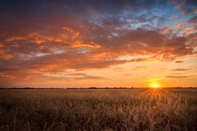 Field Sunset Cereals