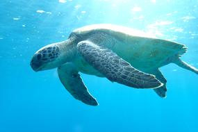 Turtle in Ocean Sea Life