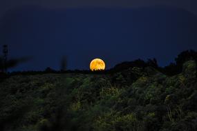 round yellow moon over the forest