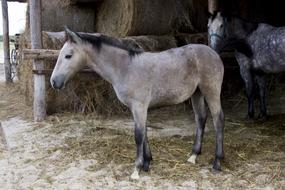 horses in a barn near the hay