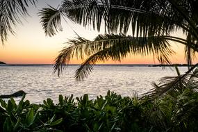 plants and palm tree on the beach near the sea