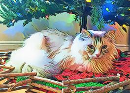 domestic cat near christmas tree