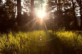 Beautiful and colorful plants in the forest, in sunlight