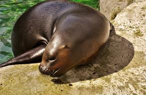 Seal Sea Lion by the Water