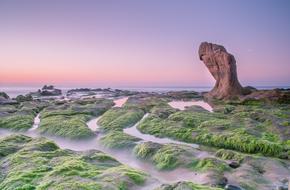 vietnam green moss coast