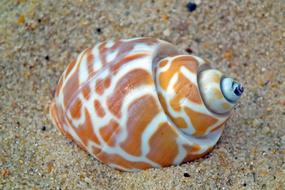 Seashell Sea Ocean