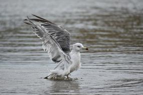 seagull on the water at sea