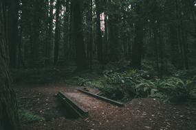 Nature Bridge Woods forest