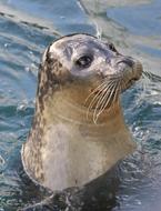 Sea Lion at Wildlife Water