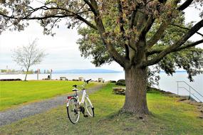 Beach Tree at Autumn