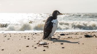 Beautiful, cute and colorful Lomvie bird in the sandy beach with waves