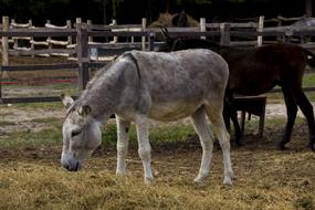 Cute, colorful and beautiful donkeys on the colorful grass in Hungary