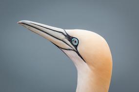 Northern Gannet Boobies Morus