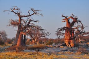 Tree Nature Landscape