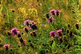 Close-up of the beautiful and colorful thistles among the other plants, on the meadow at sunset