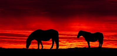 horses at red dawn